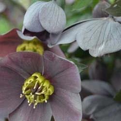 Lenten Rose