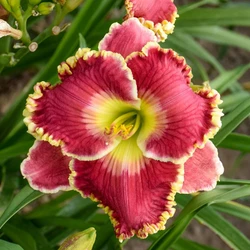 beautiful daylily flower