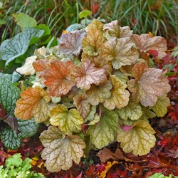 heuchera in shade garden
