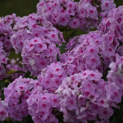 tall phlox