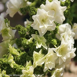 Gatsby Star Hydrangea compressor
