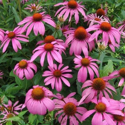 Native Purple Coneflower blooming