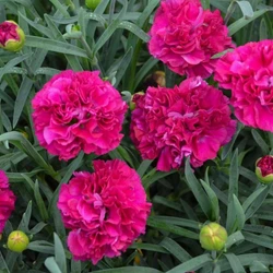 Fruit Punch Funky Fuchsia Dianthus