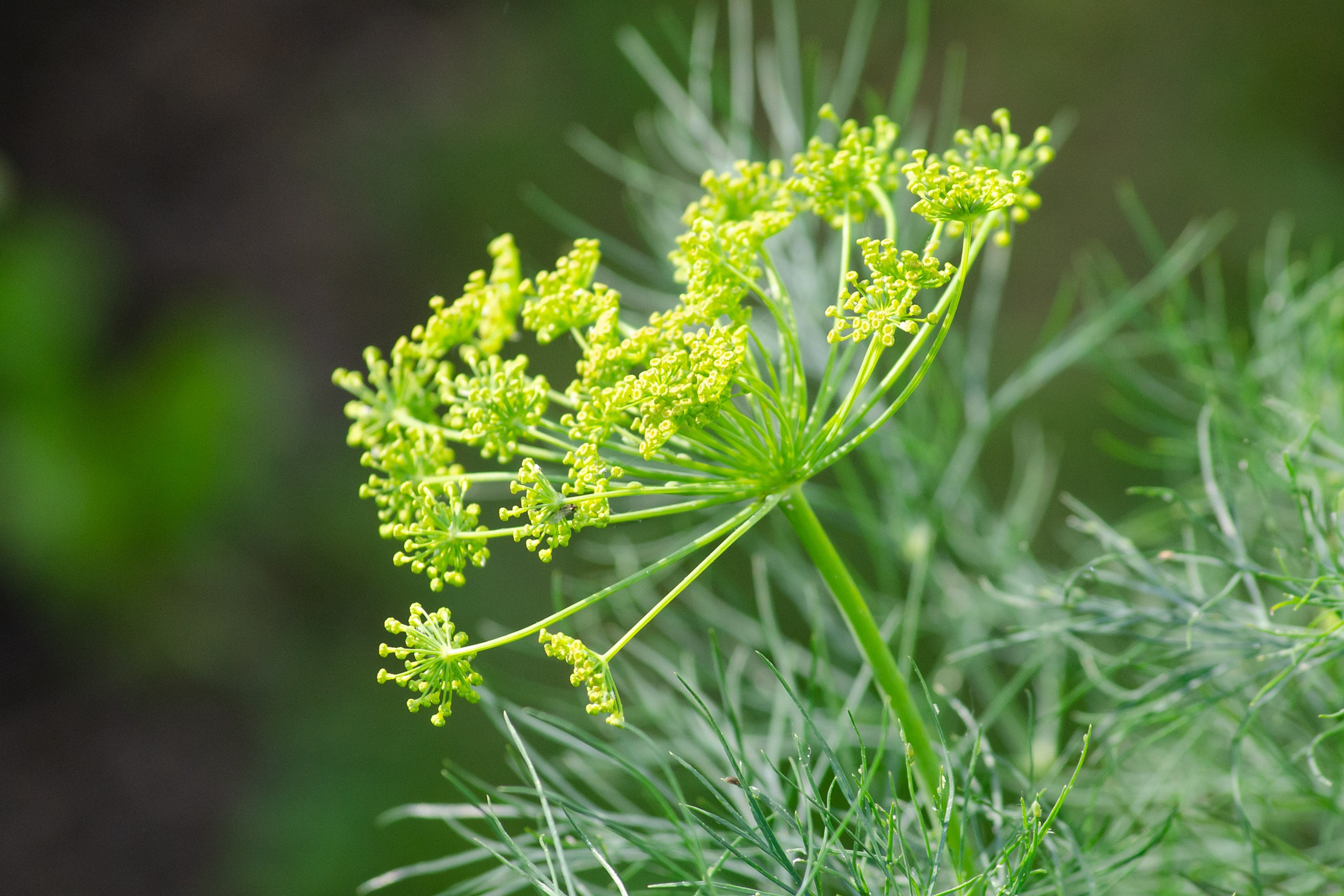 Dill Plant Addicts