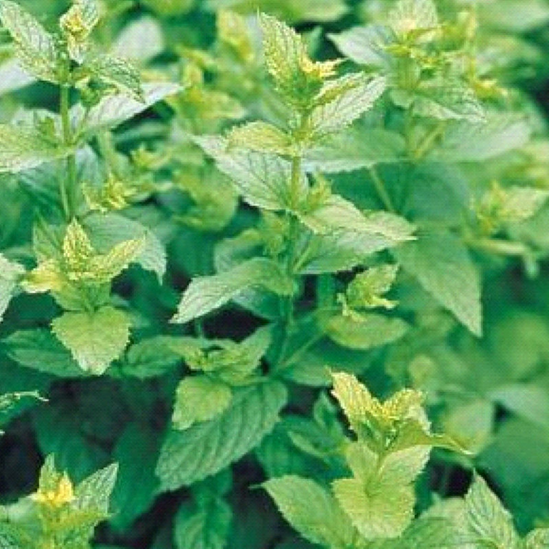 Peppermint Mint Plant Addicts