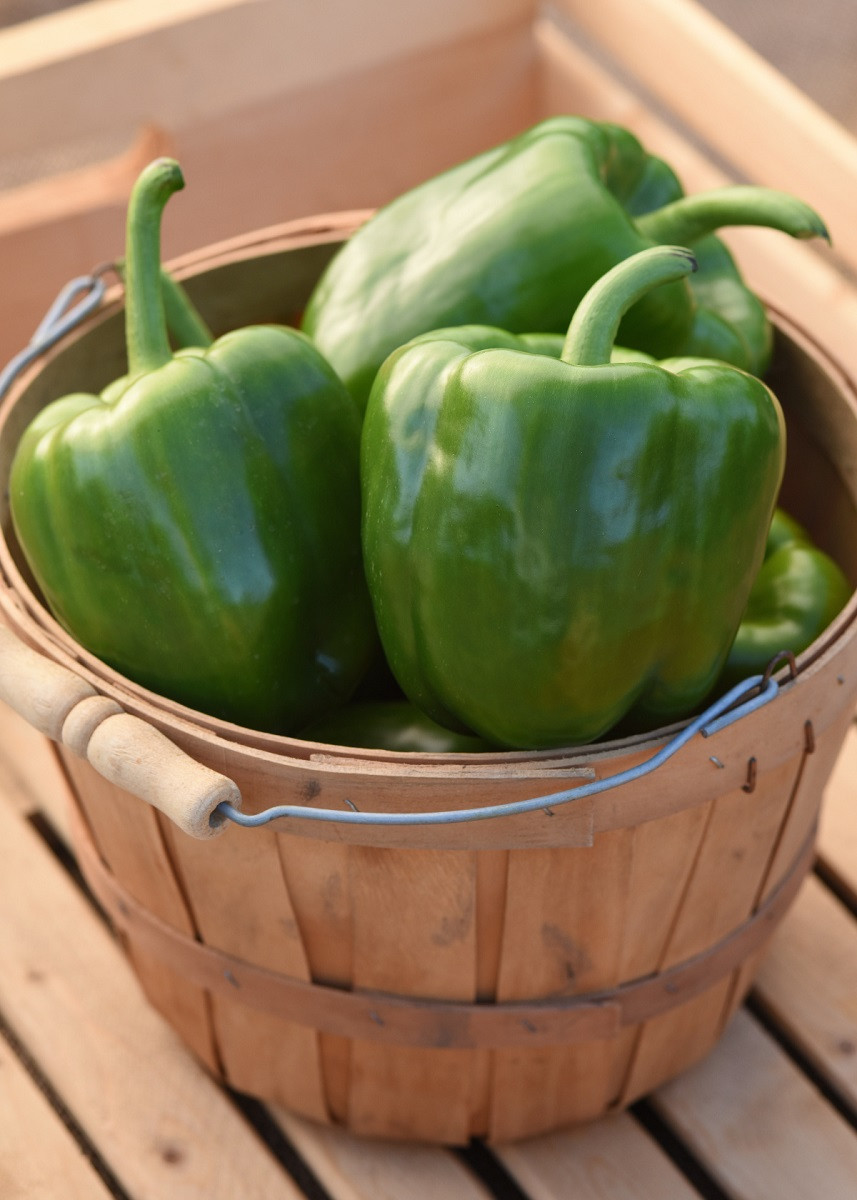 Better Belle II Pepper Plant Addicts