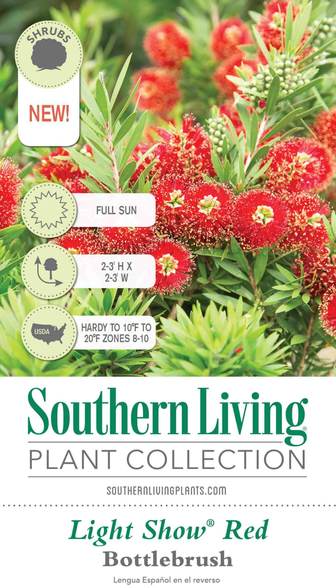 Light Show Bottlebrush | PlantAddicts.com