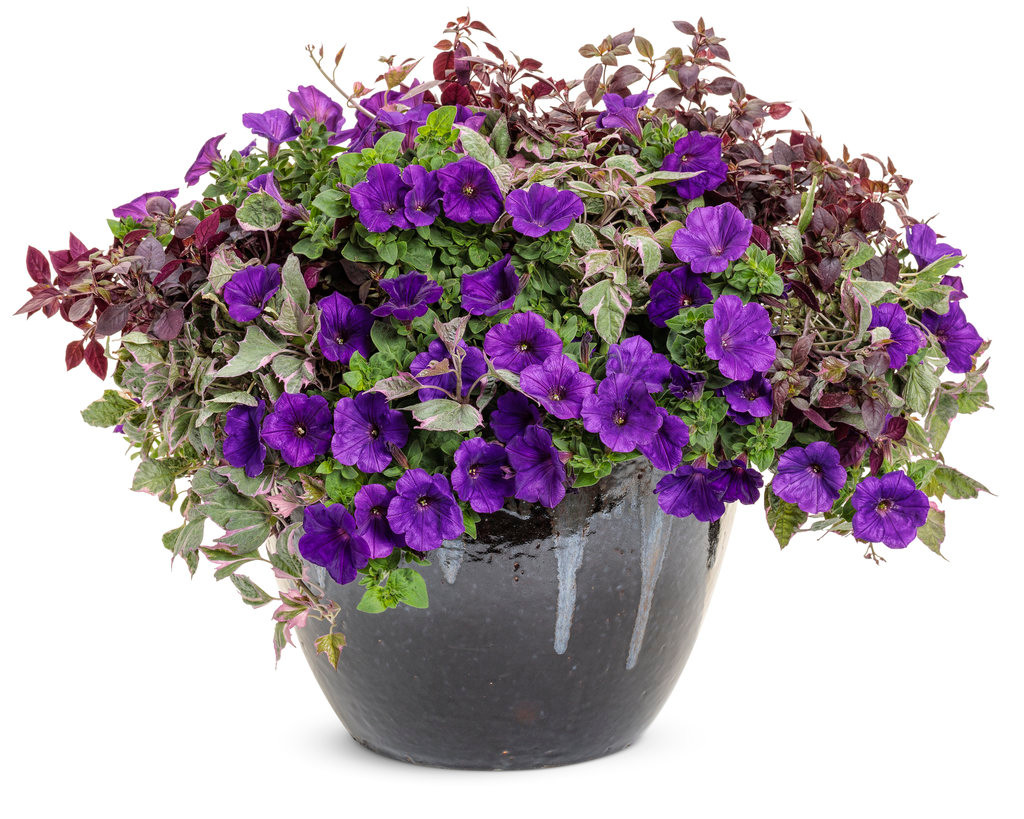 Plum dandy plant care