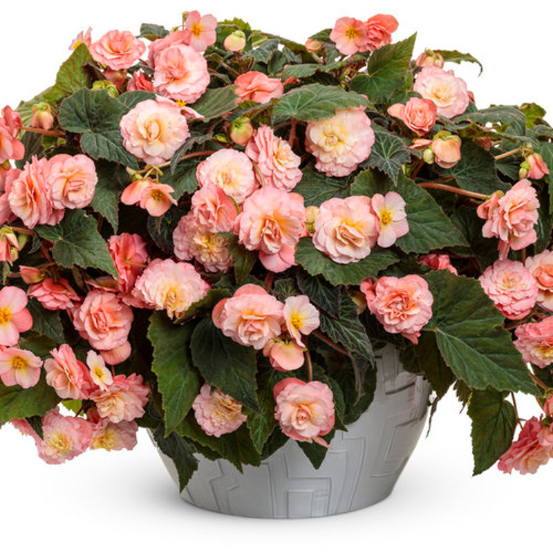 Bluse Begonia main image 0