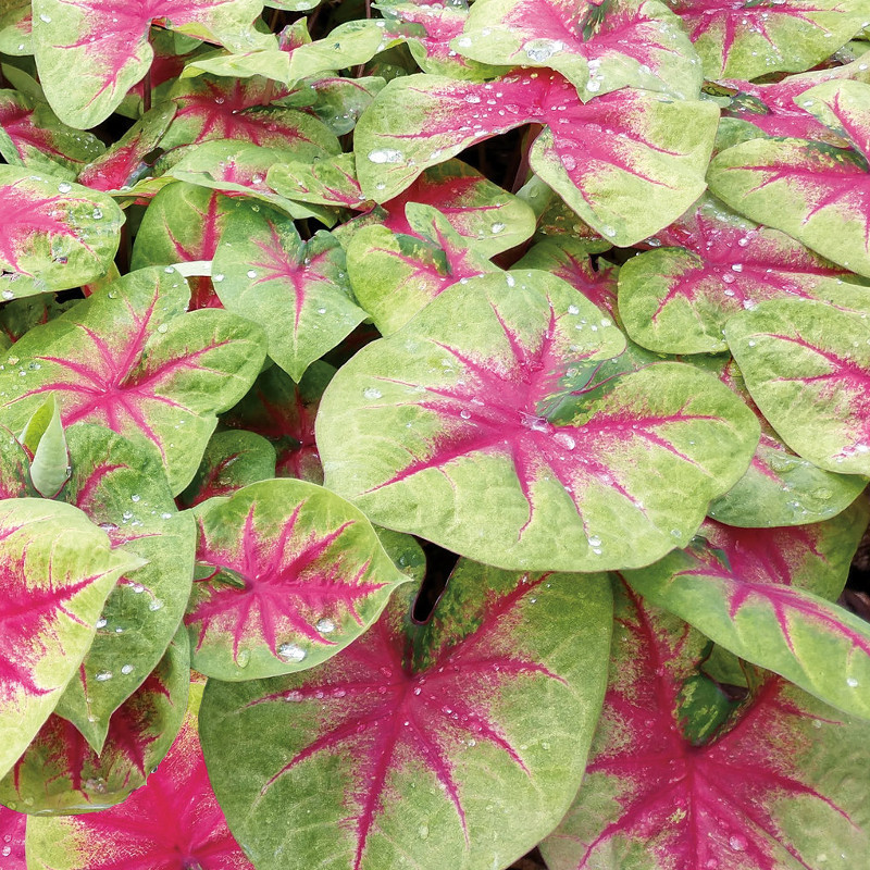 Caladiums For Sale Plant Addicts