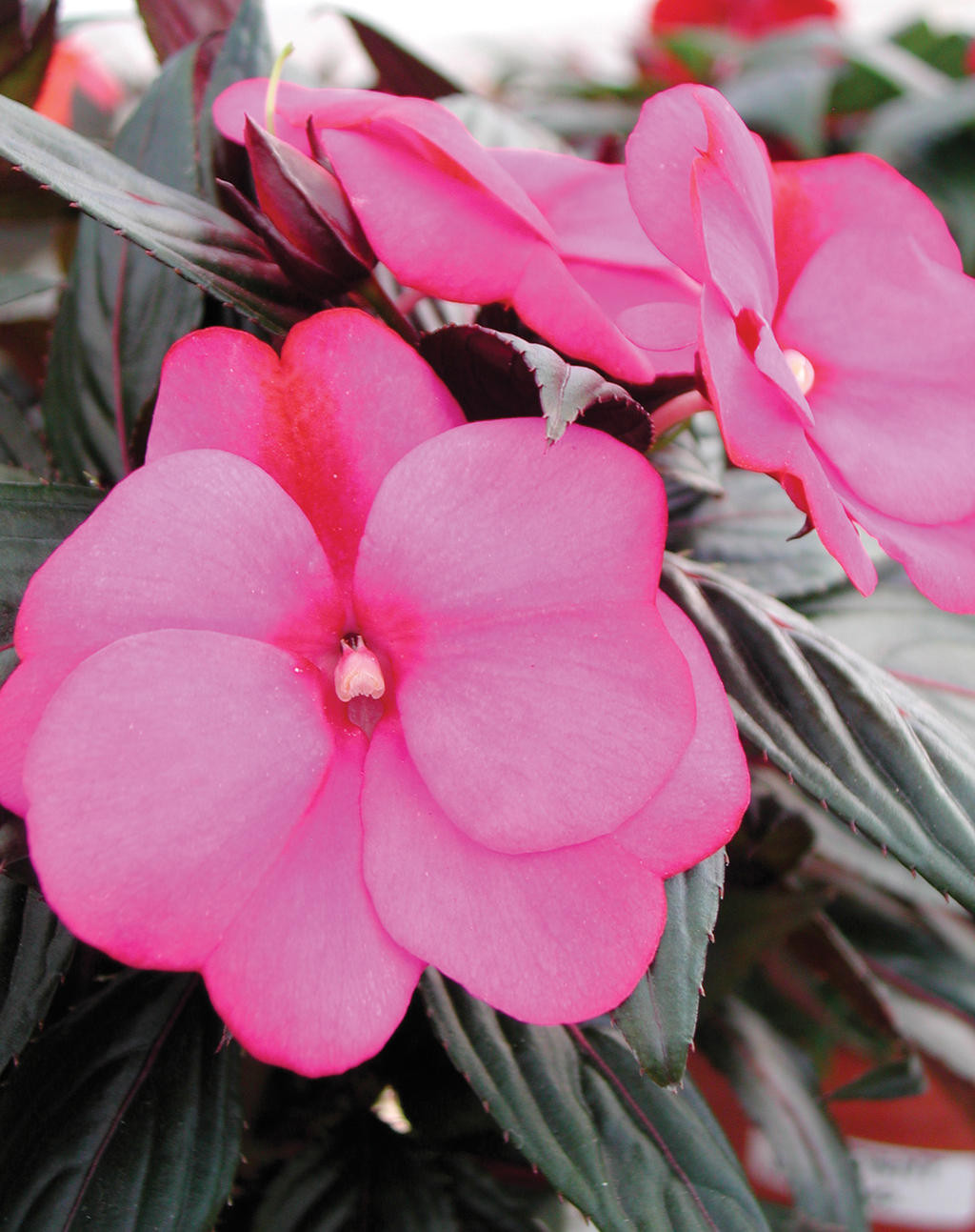 Infinity® Blushing Lilac Impatiens Plant Addicts