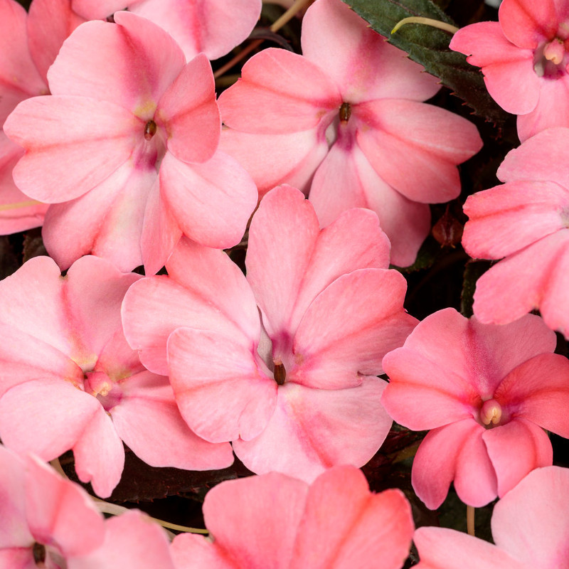 SunPatiens® Compact Pink Candy Impatiens | Plant Addicts