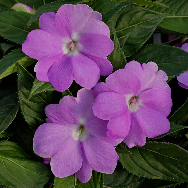 Impatiens For Sale Plant Addicts