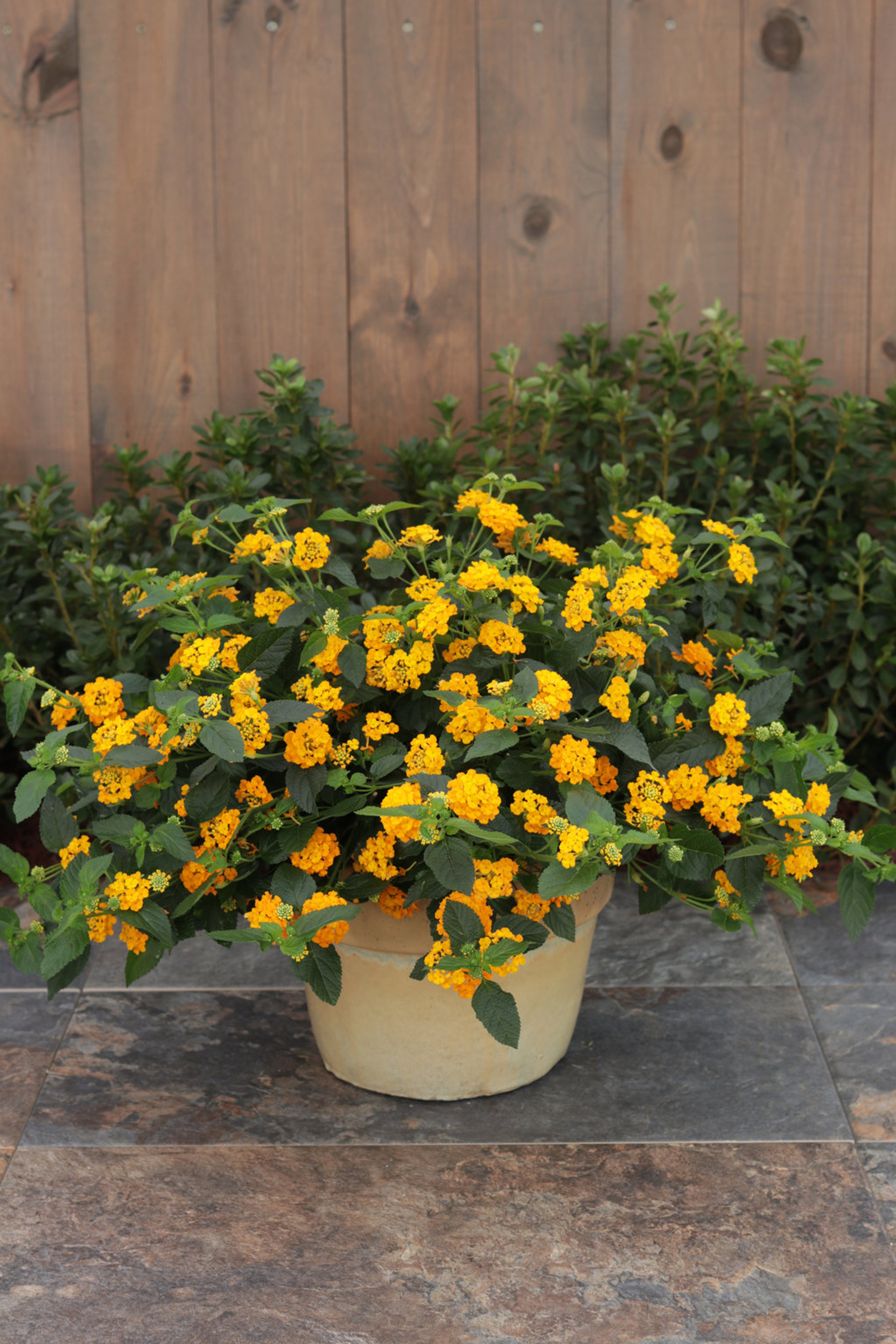Luscious® Goldengate Lantana Plant Addicts
