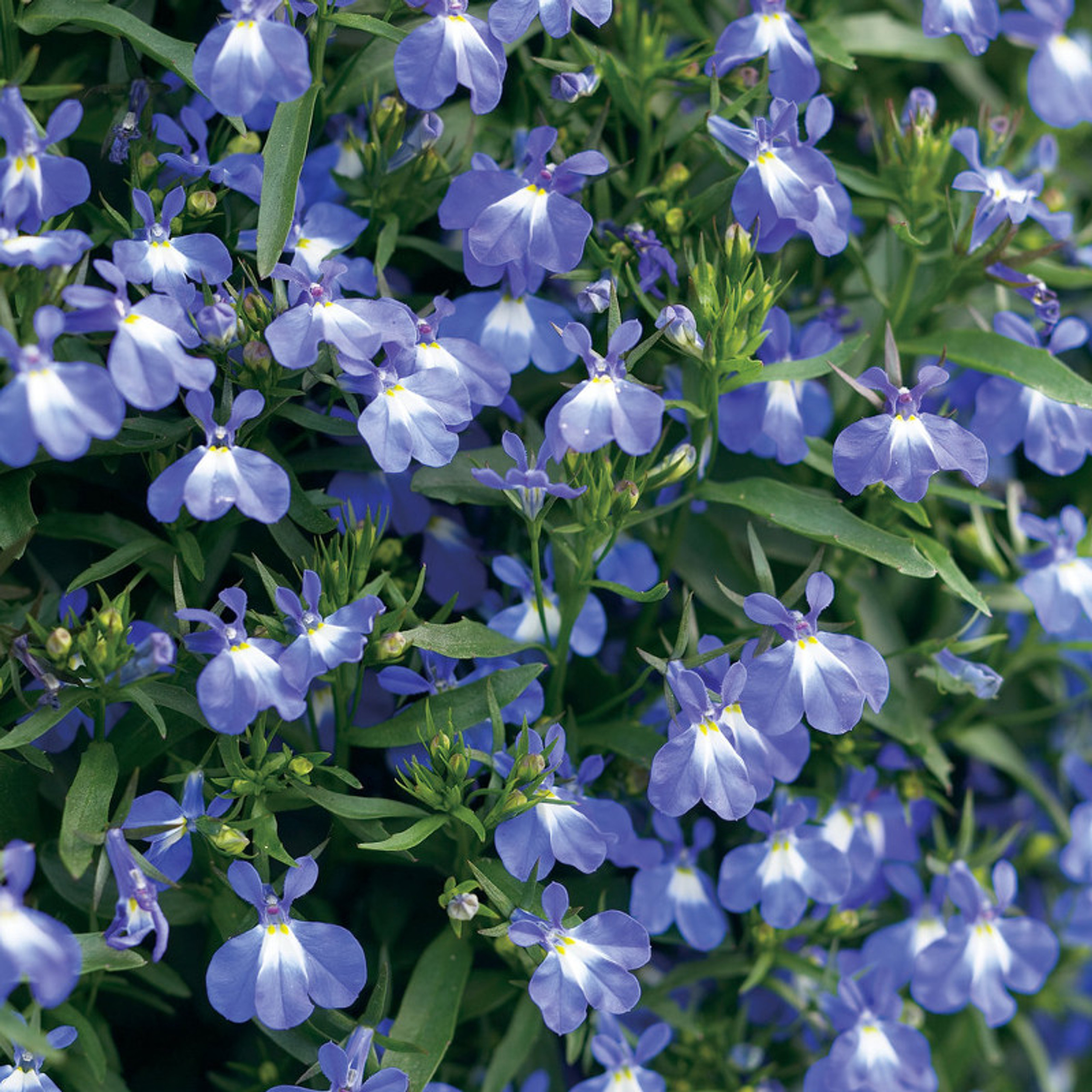Laguna® Dark Blue Lobelia Plant Addicts