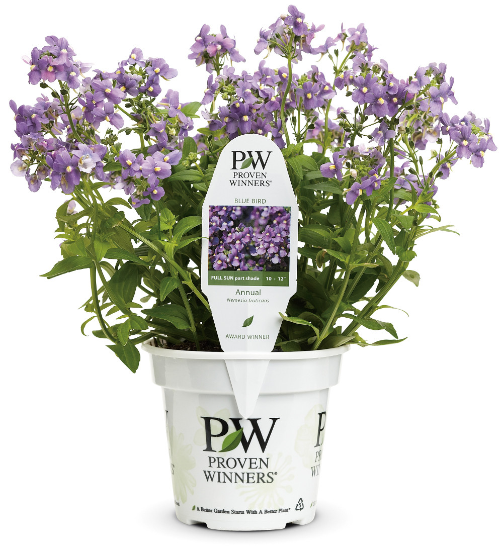 Bluebird Nemesia Plant Addicts