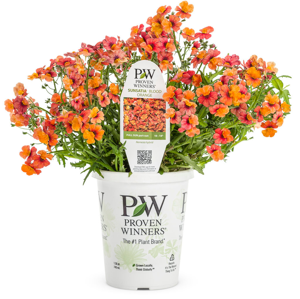 Sunsatia® Blood Orange Nemesia Plant Addicts