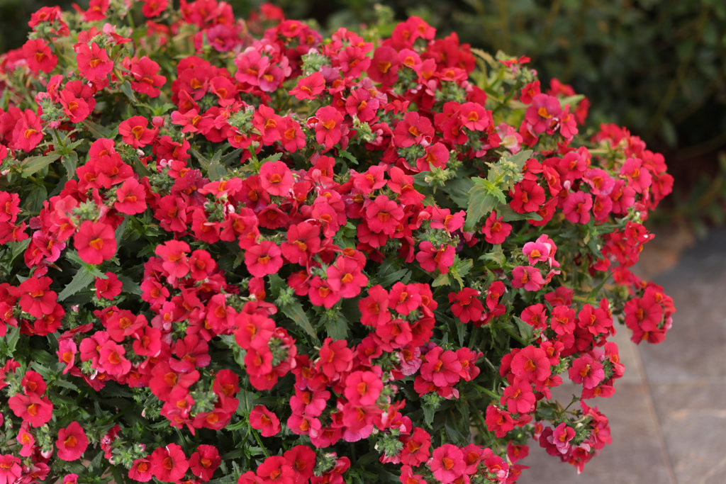 Sunsatia® Cranberry Red Nemesia Plant Addicts