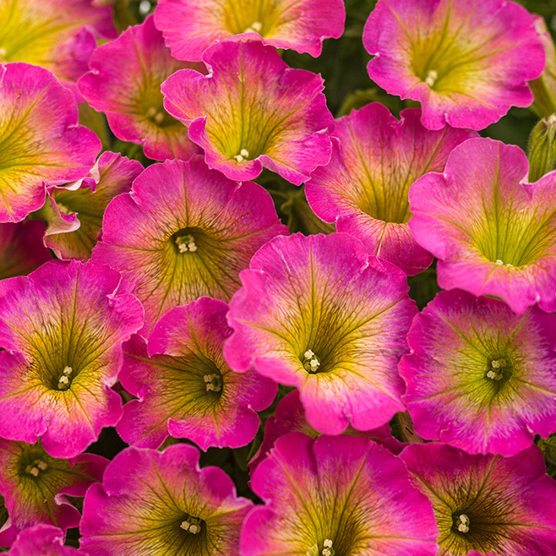 Fun House™ Potpourri Petunia Plant Addicts