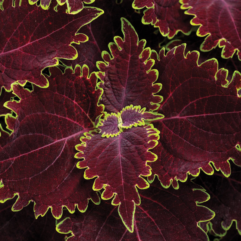 ColorBlaze® Chocolate Drop Coleus Plant Addicts