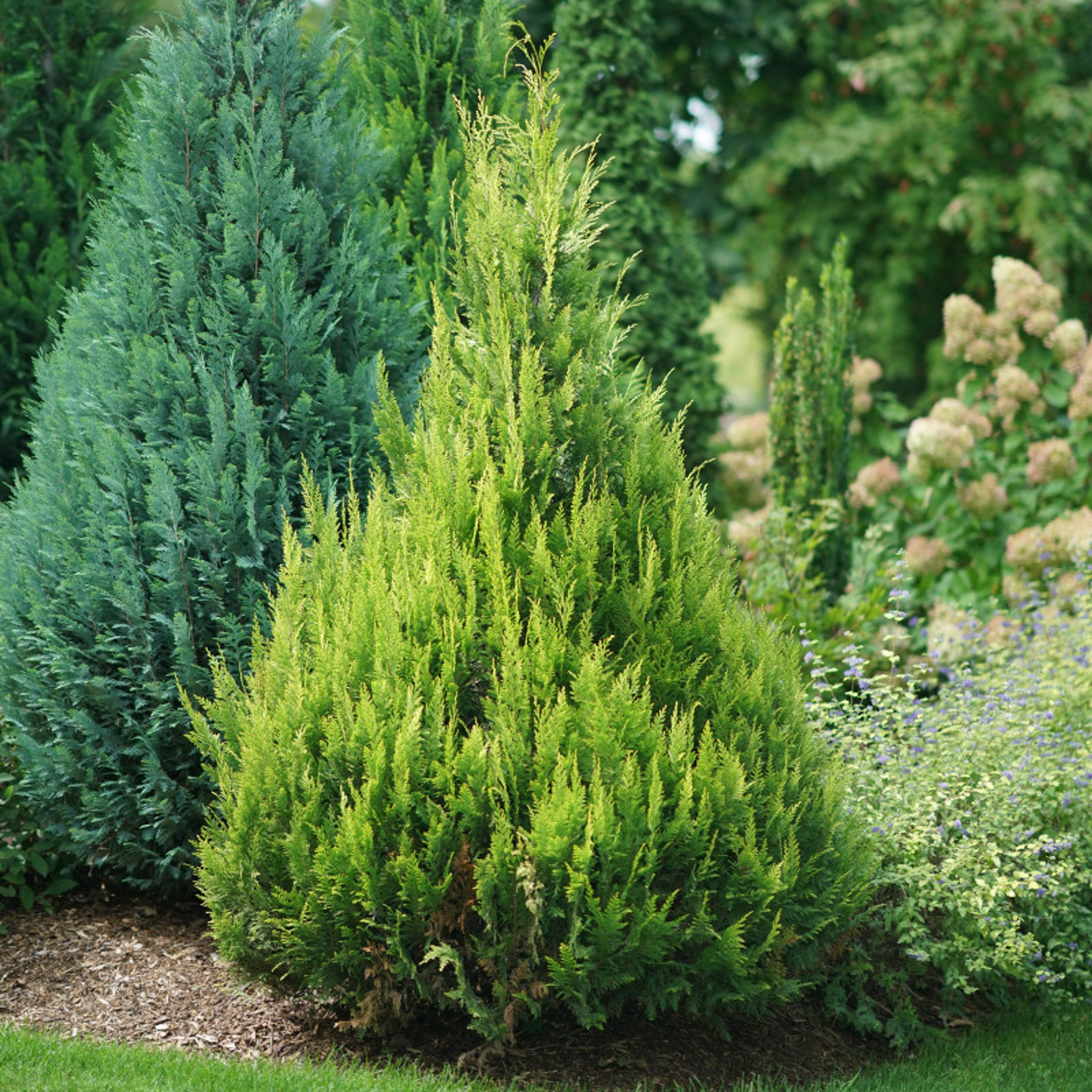 Pinpoint® Blue & Gold False Cypress Plant Addicts