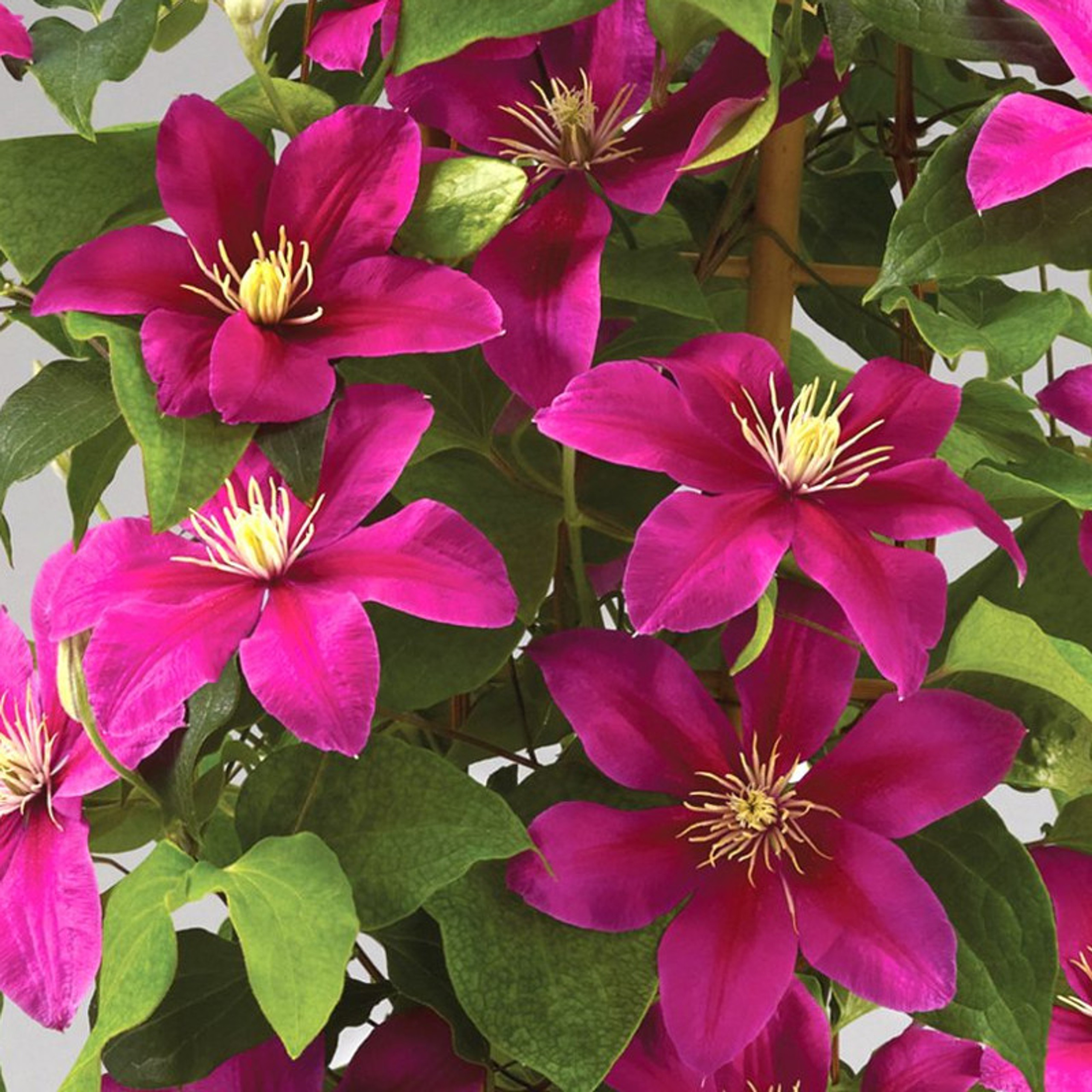 Cardinal Wyszynski Clematis Plant Addicts