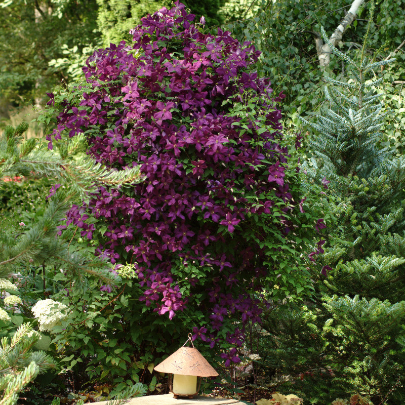 Henryi Clematis Plant Addicts