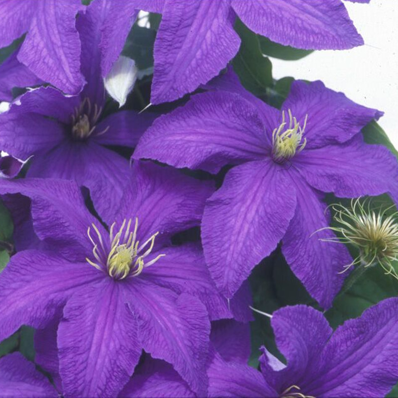 Boulevard® Edda Clematis | Plant Addicts