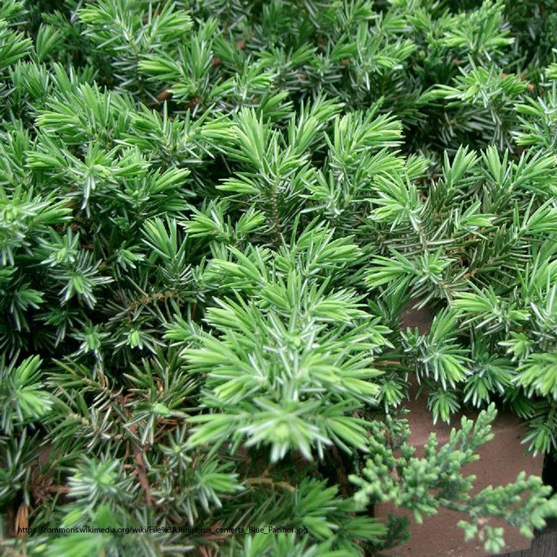Parsoni Juniper