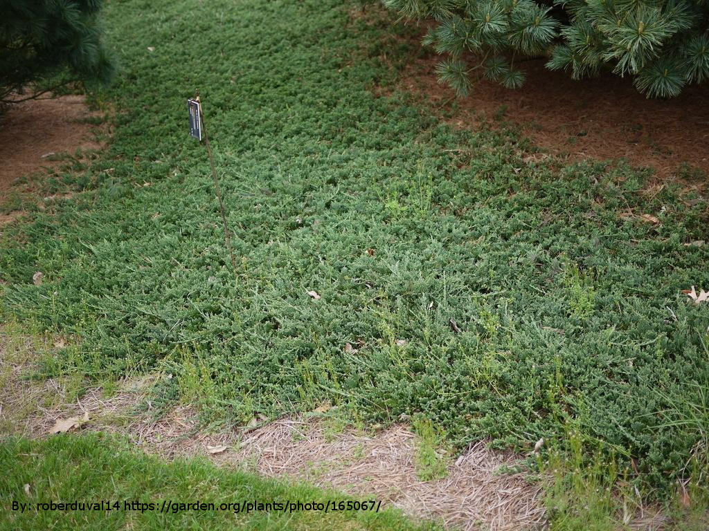 Blue Rug Juniper Plant Addicts