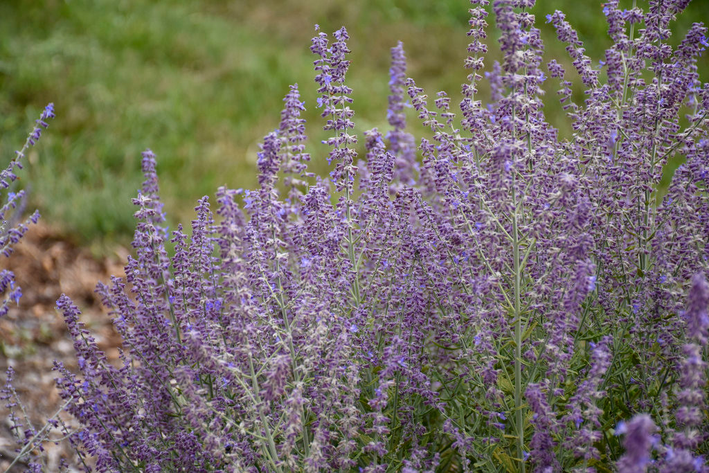 Sage Advice Russian Sage Blooms