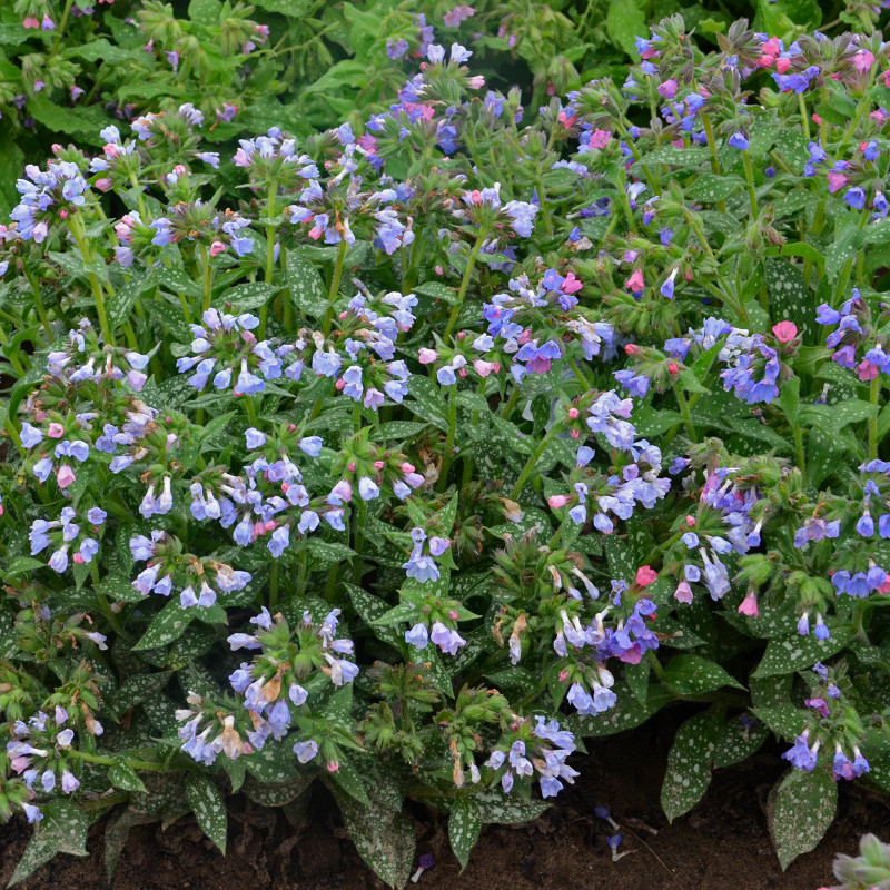 Spot On Lungwort Plant Addicts
