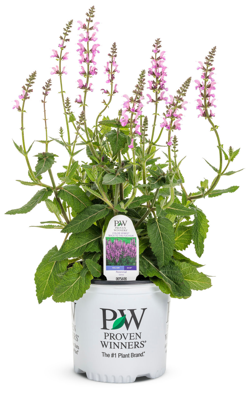 Color Spires® Back to the Fuchsia Salvia | Plant Addicts