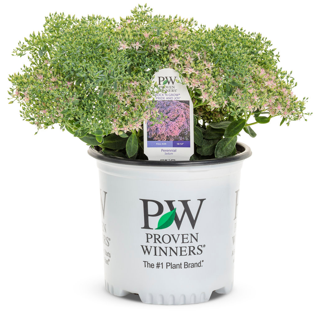 Rock 'N Round Pride and Joy Stonecrop Sedum | Plant Addicts