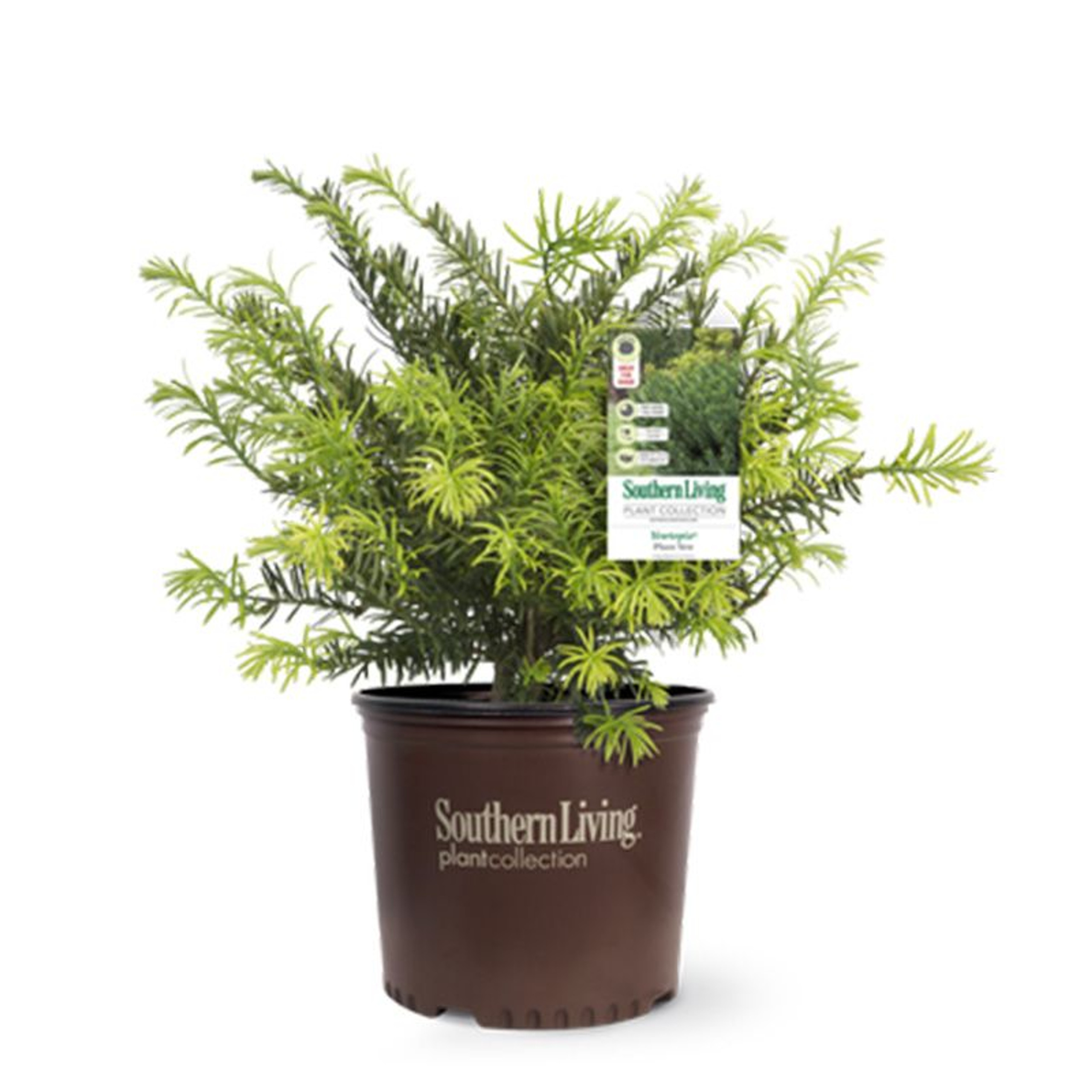 Yewtopia Plum Yew | PlantAddicts.com