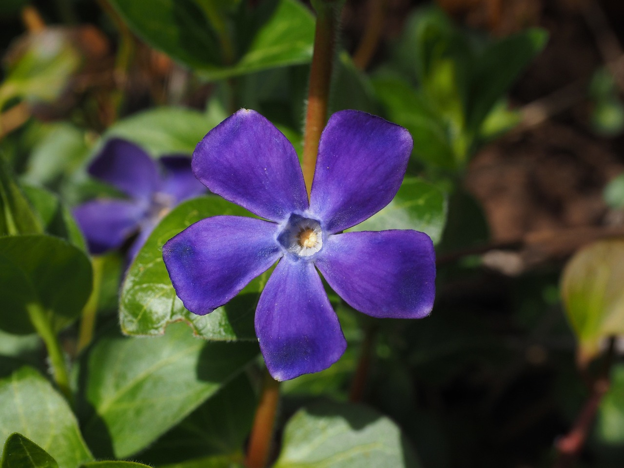 Creeping Myrtle | PlantAddicts.com