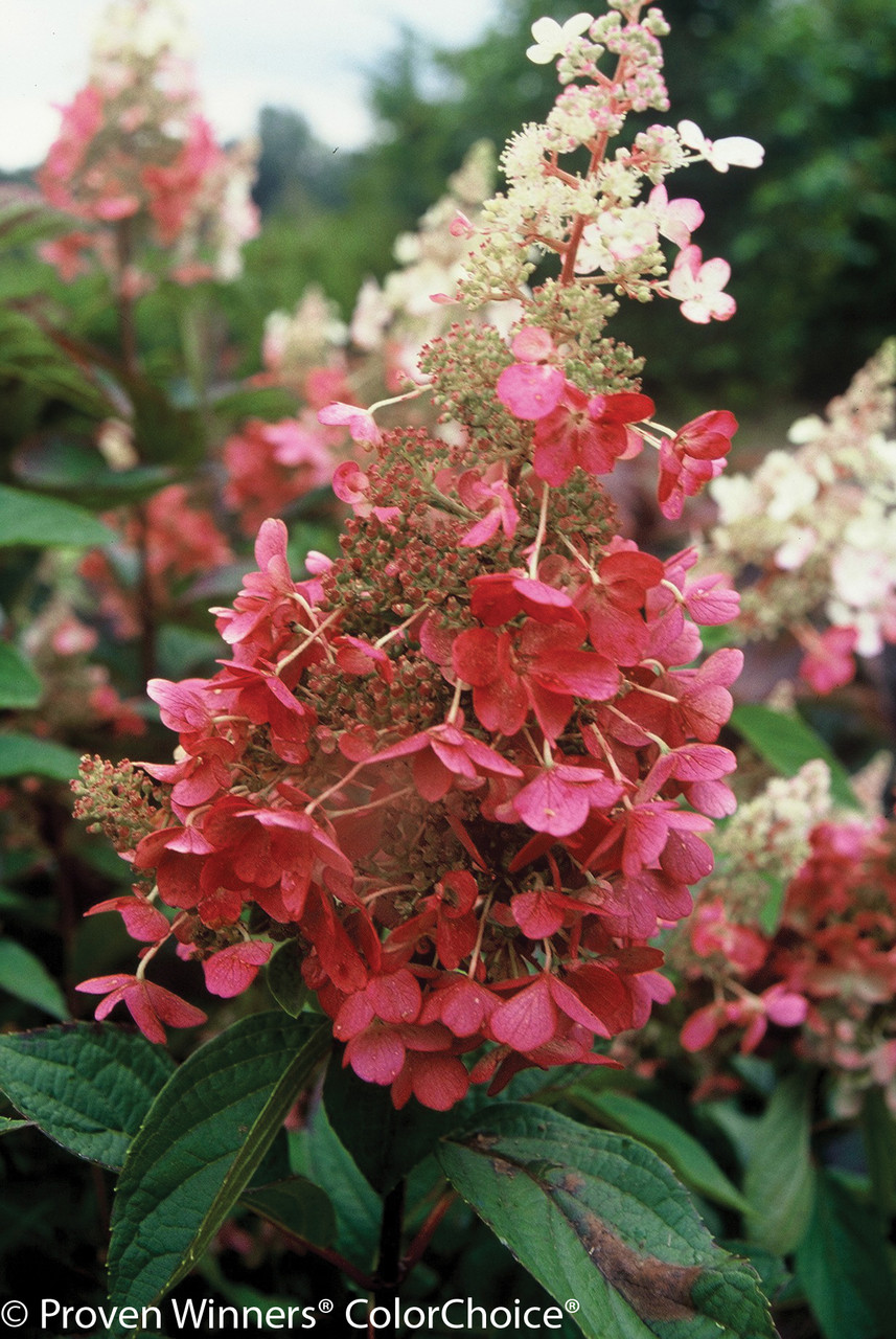 Pinky Winky Hydrangea | Plant Addicts