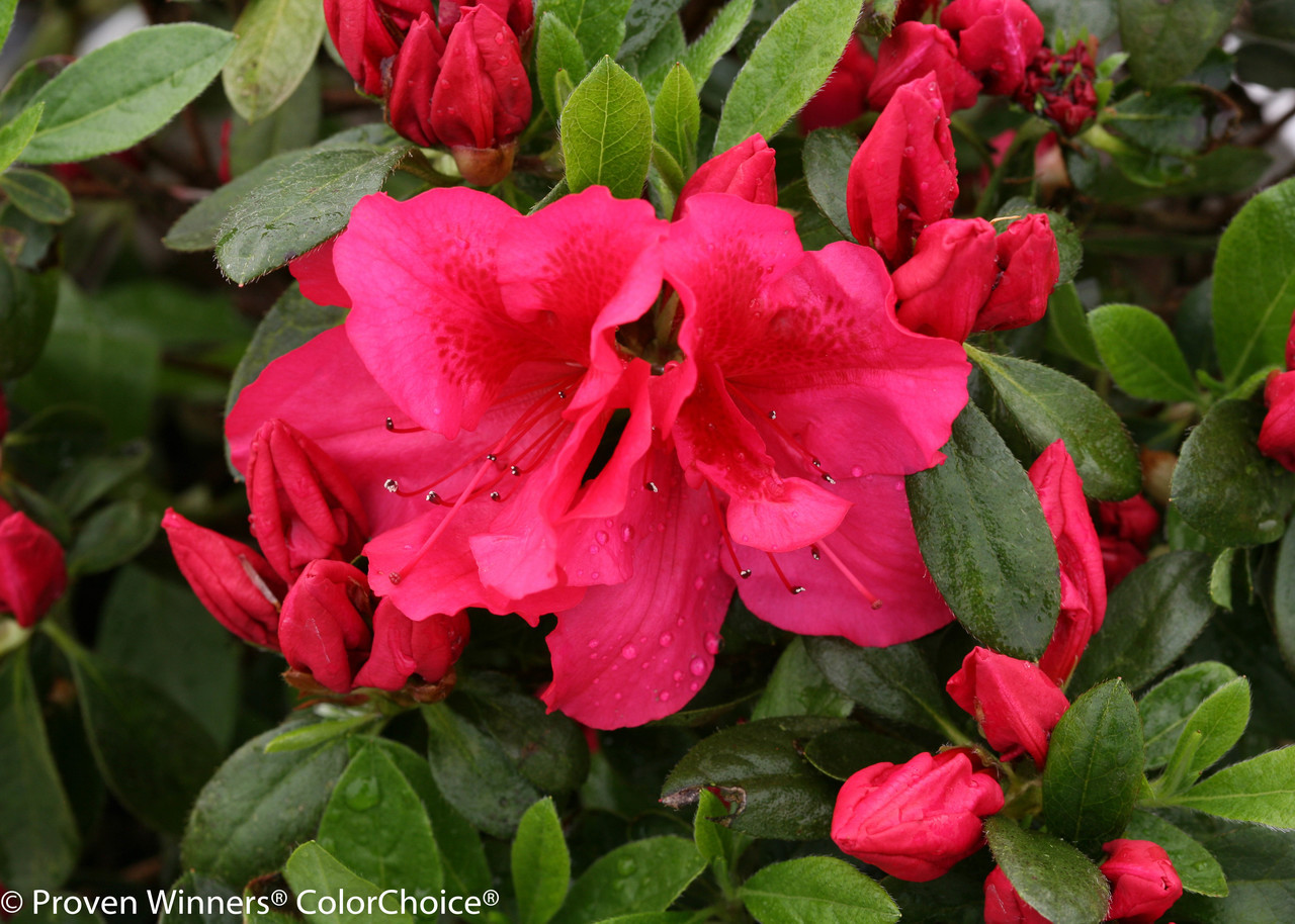 Bloom-A-Thon® Red Azalea | Plant Addicts