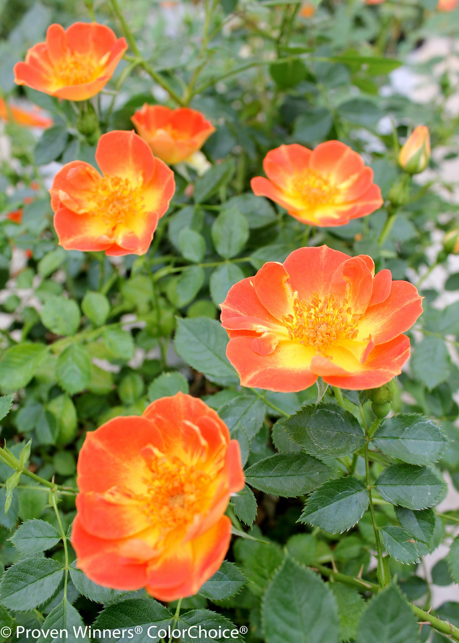 Oso Easy® Paprika Rose Bushes Plant Addicts