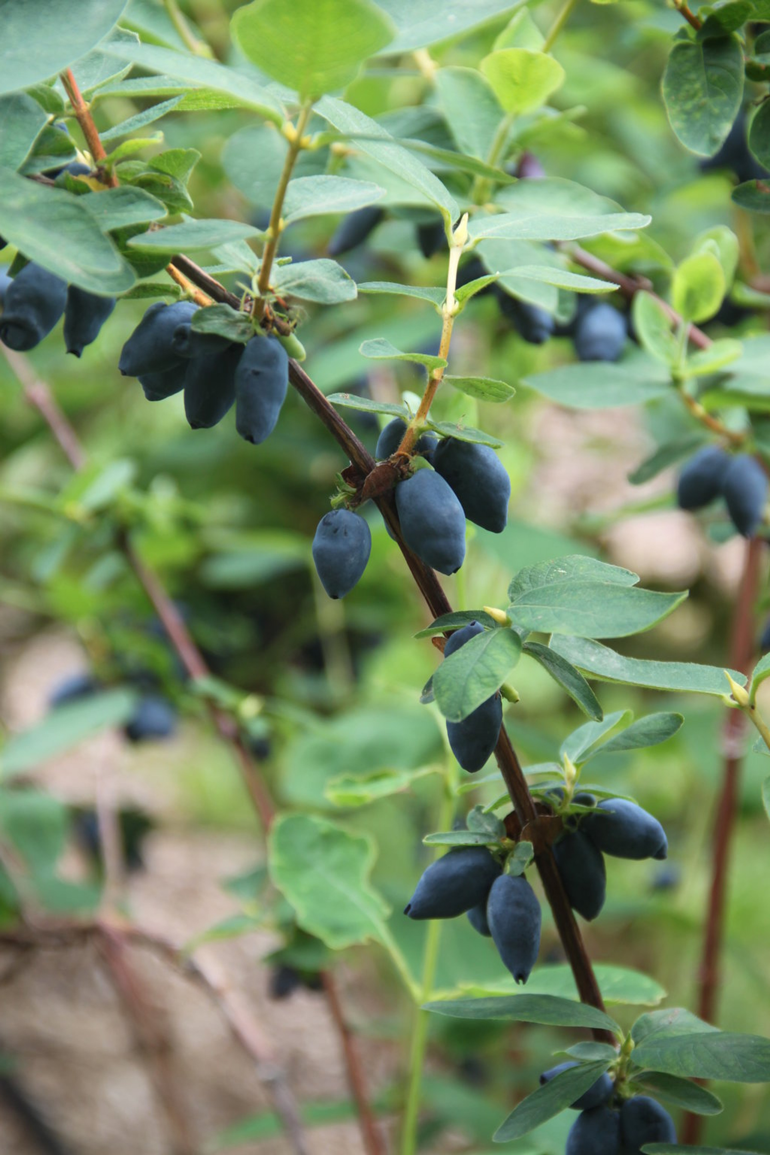 Yezberry Honey Bunch® Haskap Berry Plant Addicts