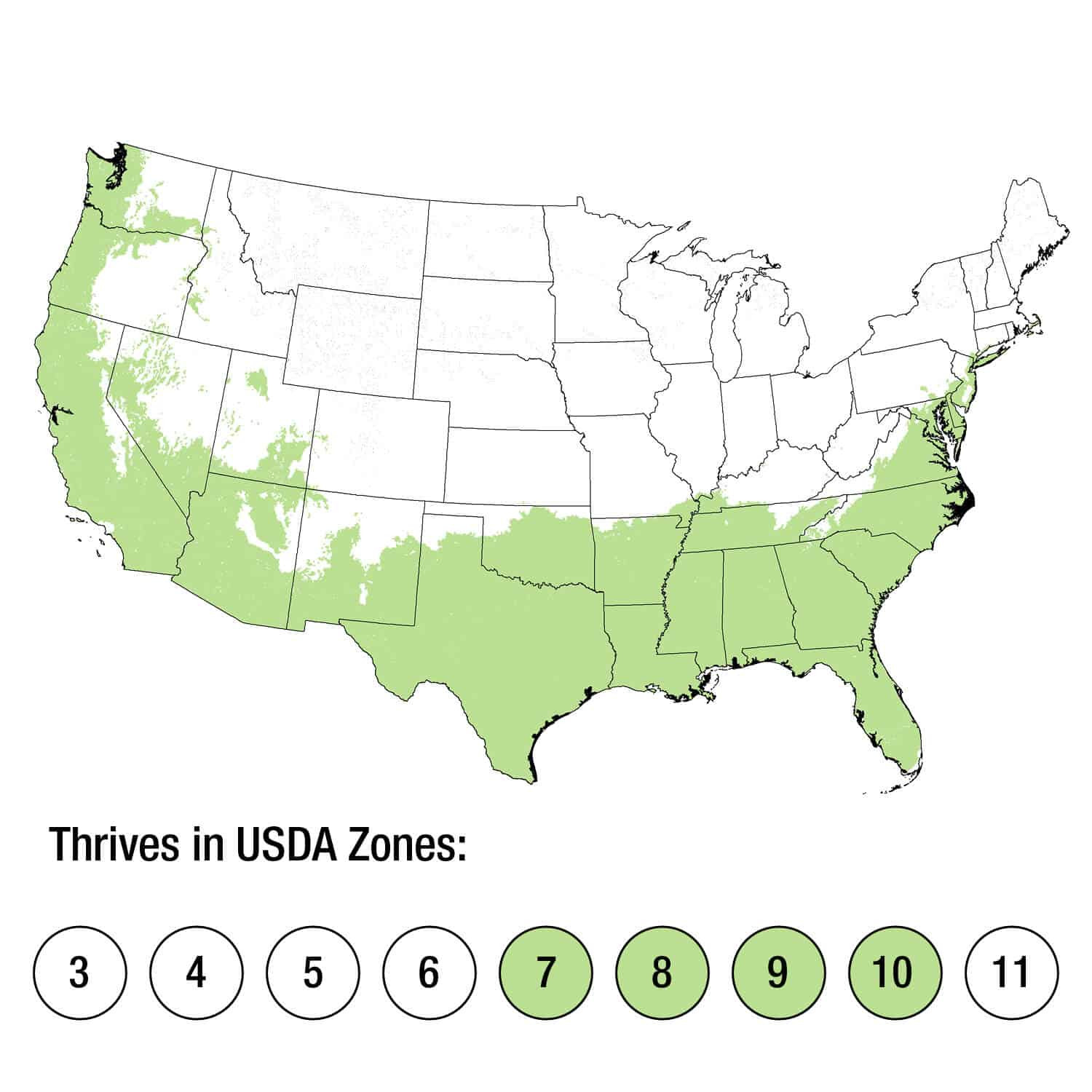 Premier Blueberry Bush