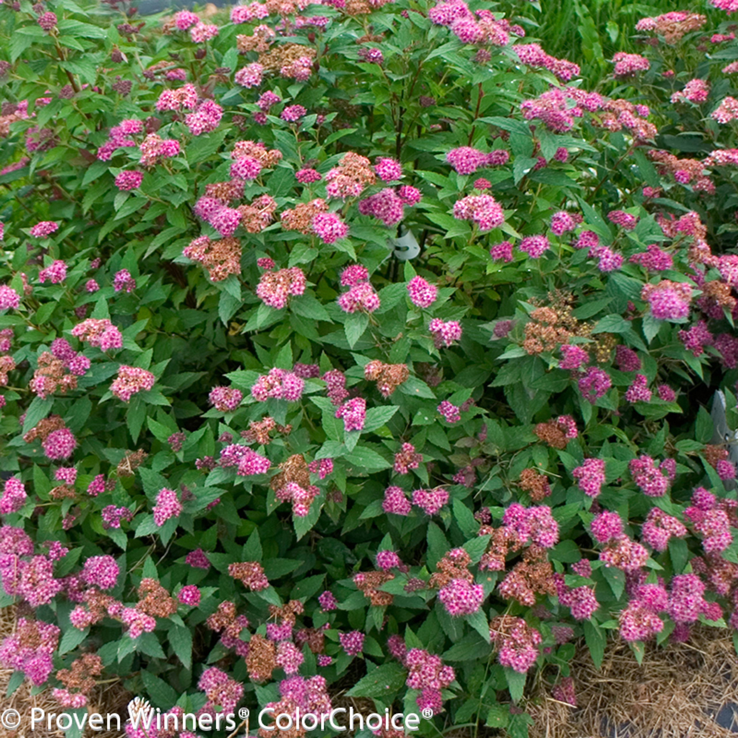 Double Play® Blue Kazoo® Spirea Plant Addicts