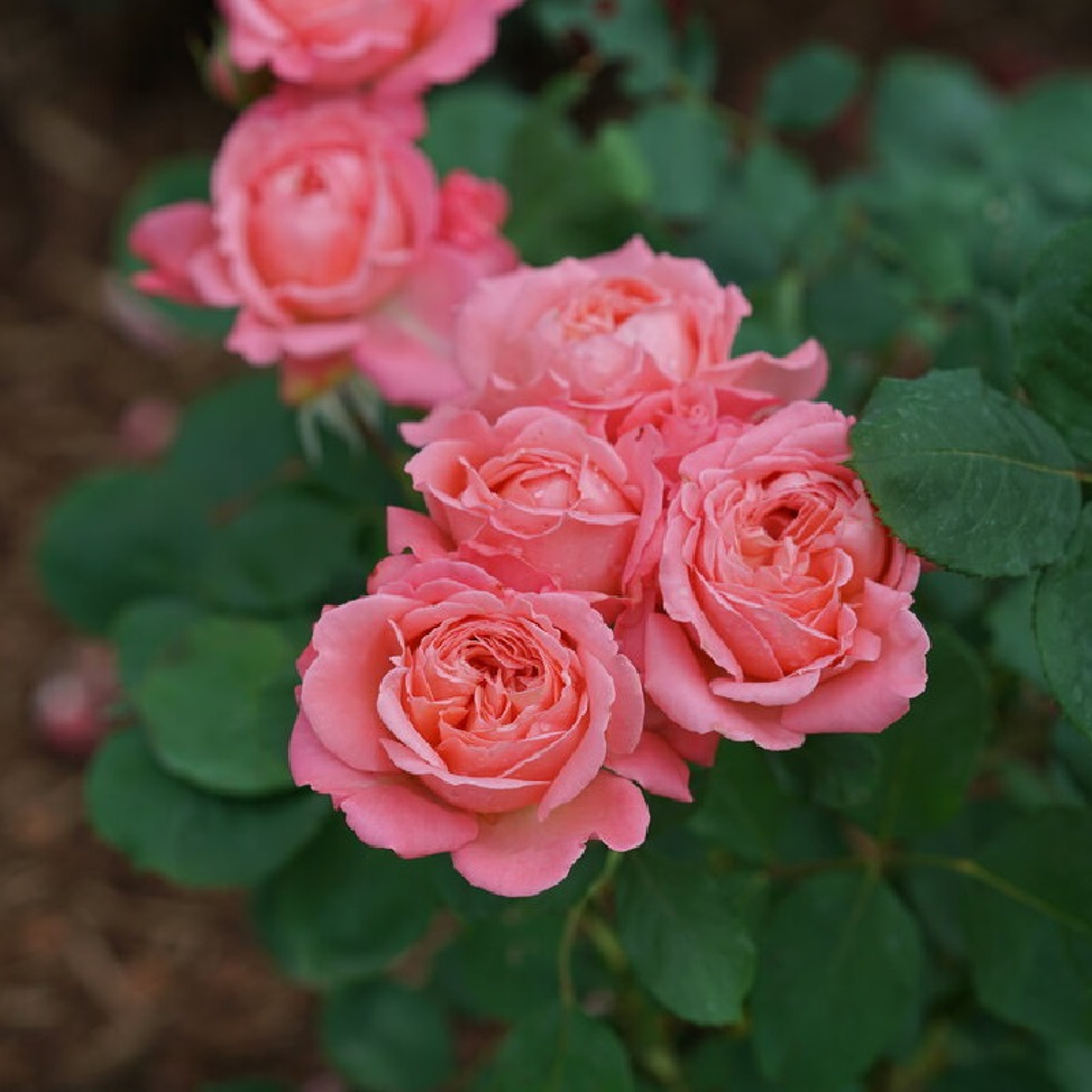 Reminiscent™ Coral Rose Plant Addicts