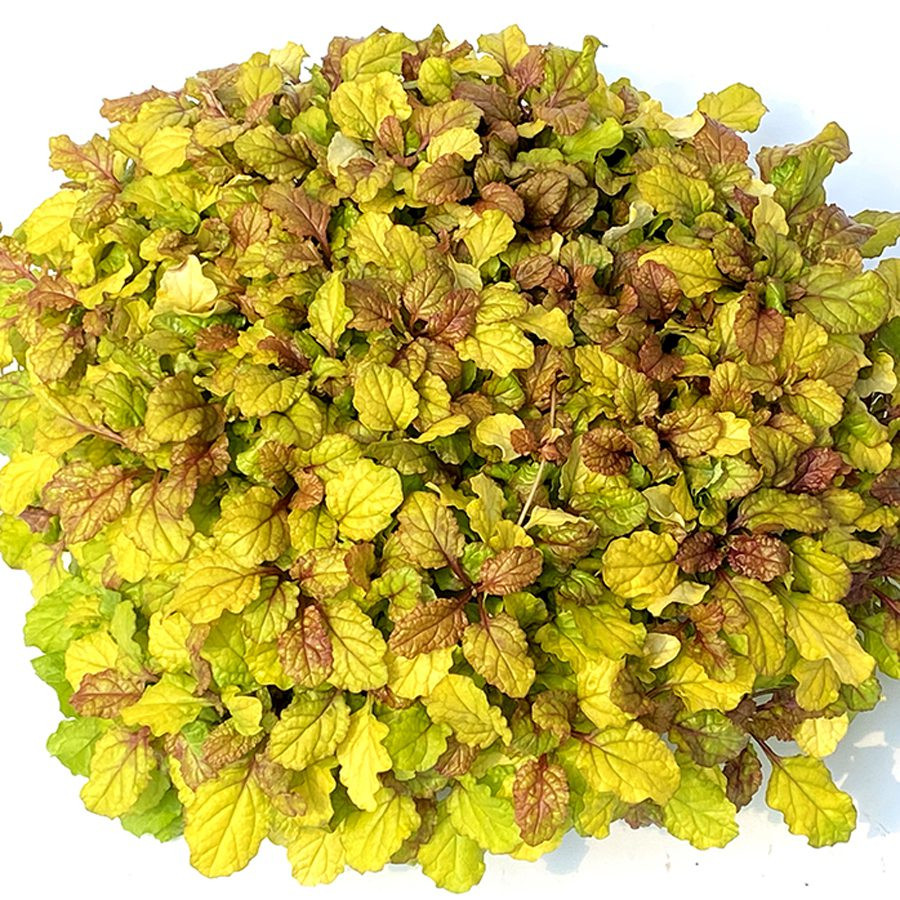Feathered Friends Parrot Paradise Ajuga Plant Addicts feathered-friends-parrot-paradise-ajuga-plant-addicts