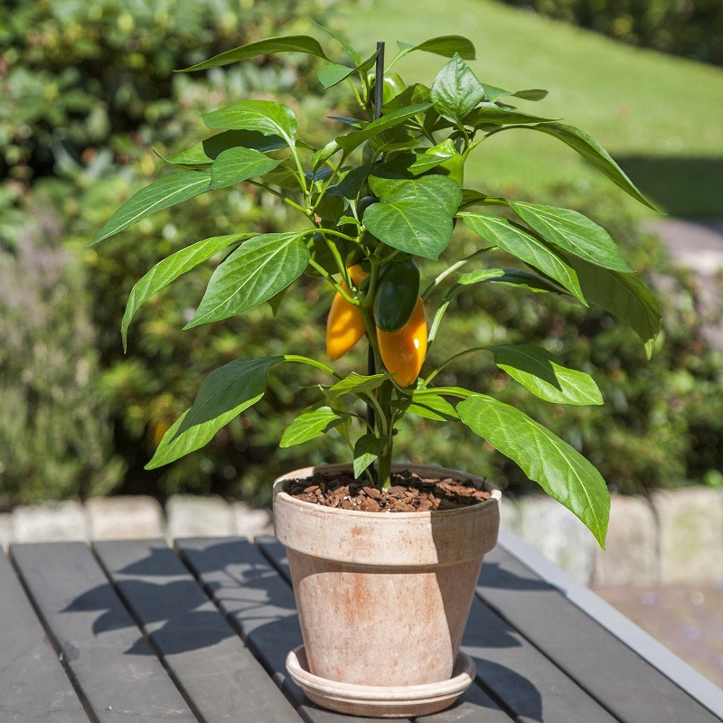 Kitchen Minis™ Siam Cherry Tomato Plant Addicts