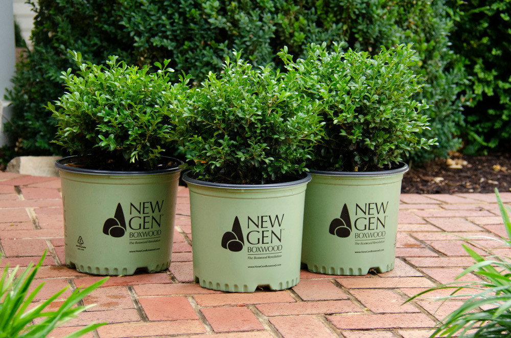 NewGen Independence® Boxwood Plant Addicts
