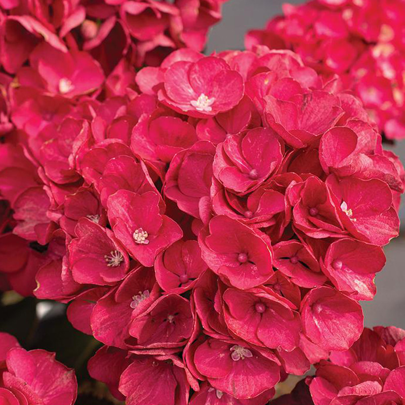 Cherry-Go-Round™ Hydrangea | Plant Addicts