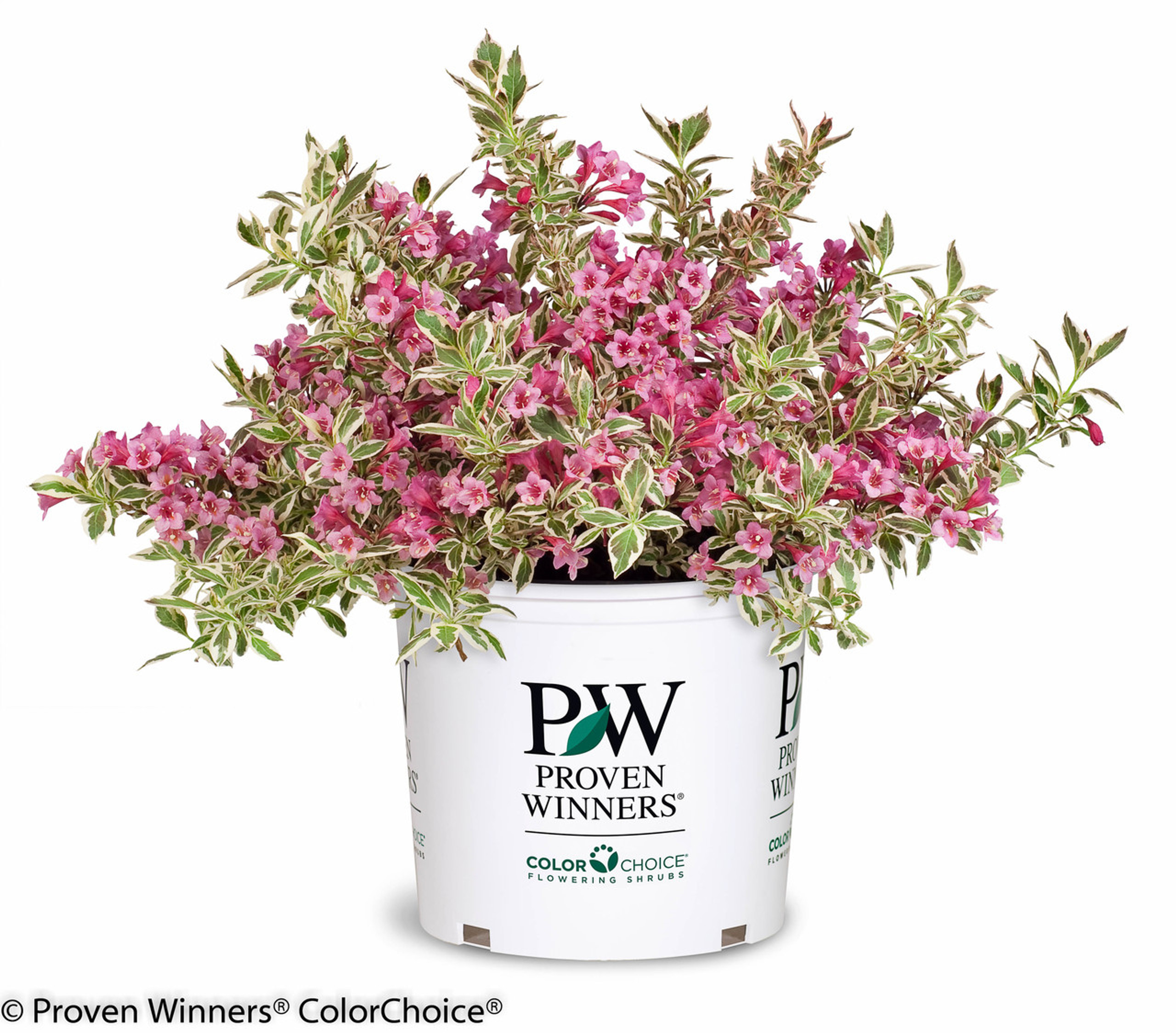 My Weigela Plant Addicts