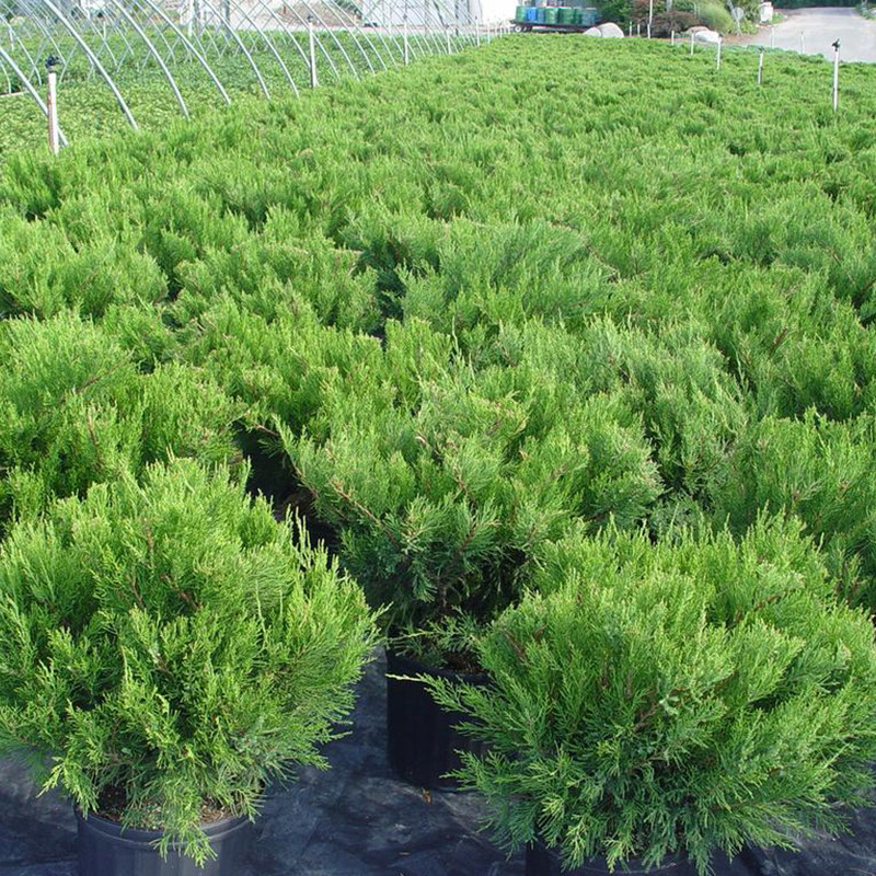 Compact Pfitzer Juniper Plant Addicts