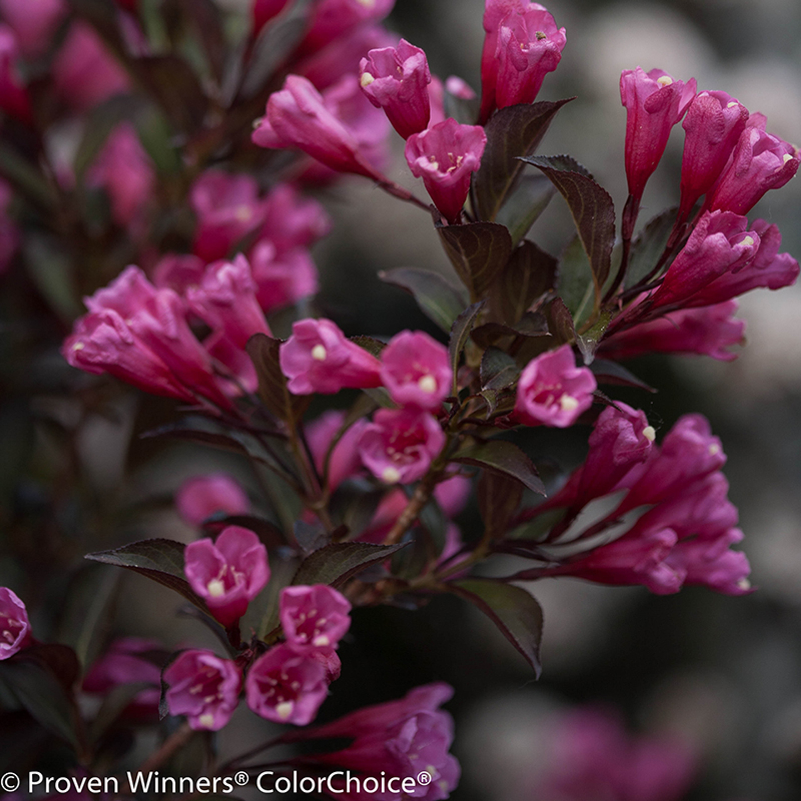 Wine And Roses Weigela Foliage And Flowers Close Up  89647.1523226541 ?c=2